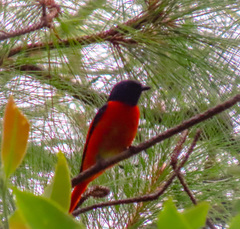 Pericrocotus speciosus