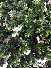 Veronica diosmifolia