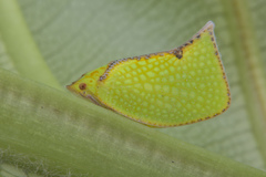 Salurnis marginella