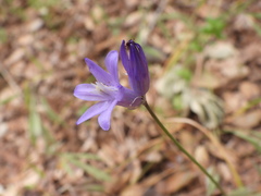 Dichelostemma congestum