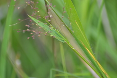 Dichanthelium praecocius