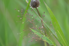 Dichanthelium praecocius