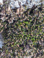 Schistidium papillosum