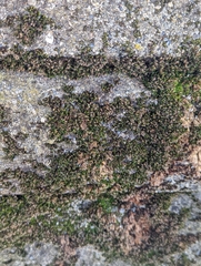 Schistidium papillosum