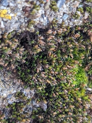 Schistidium papillosum