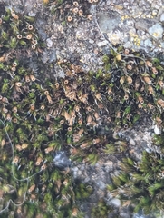 Schistidium papillosum