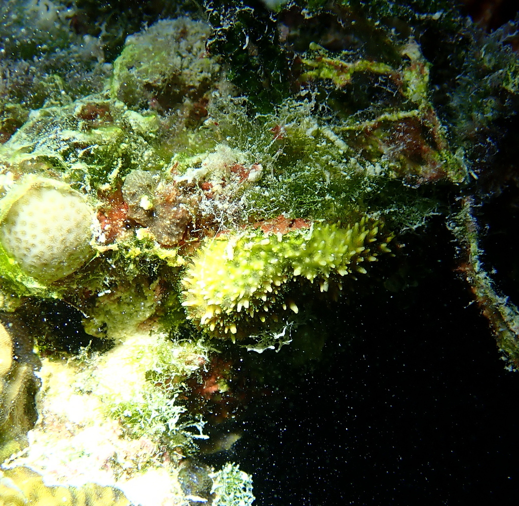 thorn coral