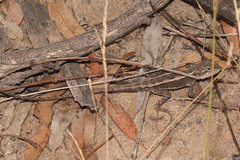 Diporiphora phaeospinosa