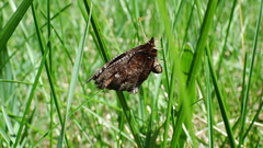 Erebia discoidalis