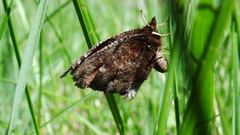 Erebia discoidalis