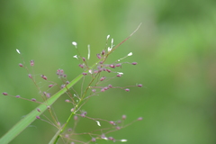 Dichanthelium praecocius