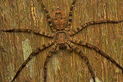 Heteropoda procera