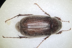 Phyllophaga crenulata