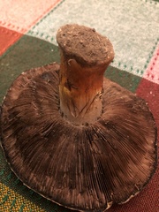 Agaricus moronii