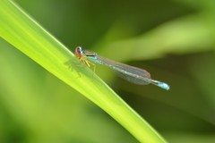 Enallagma antennatum