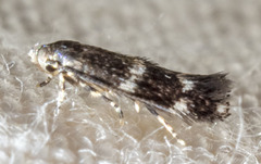 Elachista illectella