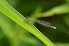 Enallagma antennatum