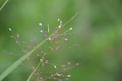 Dichanthelium praecocius