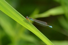 Enallagma antennatum