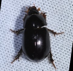 Hybosorus