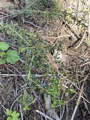 Ceanothus parvifolius