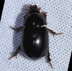 Hybosorus