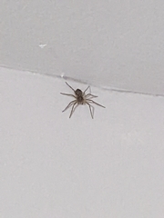 Araneae