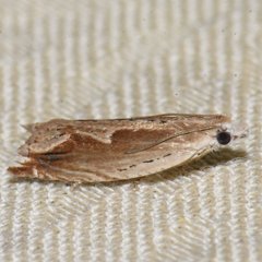 Ancylis diminuatana