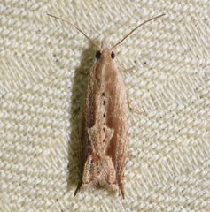 Ancylis diminuatana