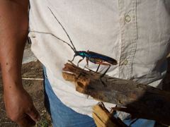 Plinthocoelium chilense