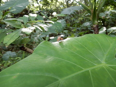 Sphenocorynes kosempoensis