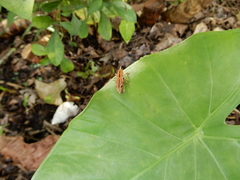 Sphenocorynes kosempoensis