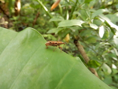 Sphenocorynes kosempoensis