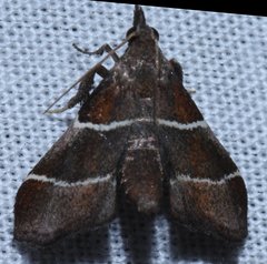Penthesilea difficilis