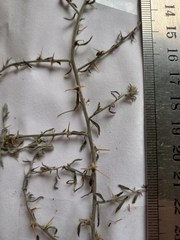 Sclerolaena birchii