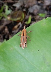 Sphenocorynes kosempoensis