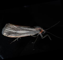 Cisthene striata