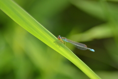 Enallagma antennatum