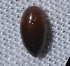 Hydrocanthus oblongus