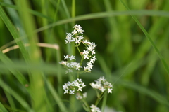 Galium labradoricum