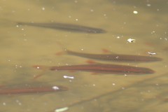 Notropis maculatus
