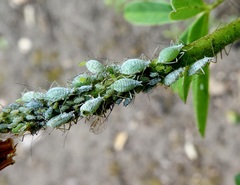 Macrosiphum albifrons