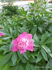 Paeonia lactiflora