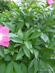 Paeonia lactiflora