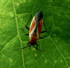 Lopidea marginata