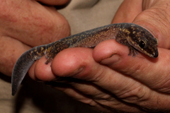 Oedura lineata