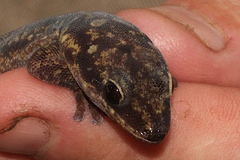 Oedura lineata