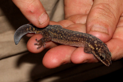 Oedura lineata
