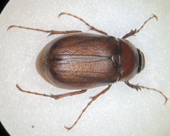 Phyllophaga crassissima