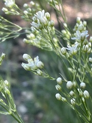 Eremogone longifolia